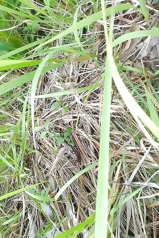 Piss Tribute to Anjali Arora in Jungle