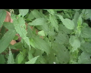 Old Vid Out in the Woods