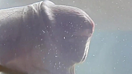 Condom with Water Filled with Cum. One of the Best Cumshot You Will Ever Seen.mp4