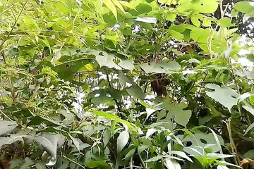 Jungle Boy Saw the Pakistani Whore, Then Came Home and Massaged Her Breasts in Sweta Stepaunty's Room.