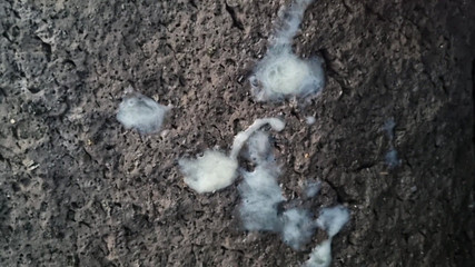 Amateur in Public Public Cumshot With Huge Cock