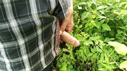 Beautiful Playing Cock in the Garden