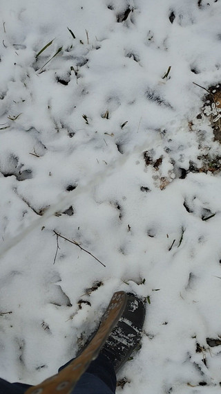 Pie Outside Winter in the White...