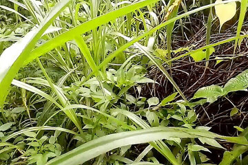 Canadian Mask Man Went Into the Dense Forest and Gave a Pisces Tribute and Massaged Nipalle