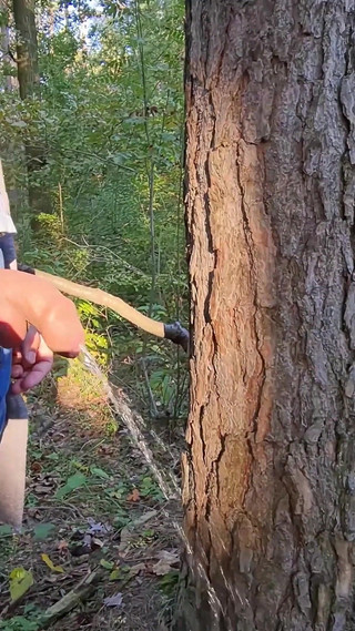 On a Walk in the Forest, Long Pissing Under a Tree