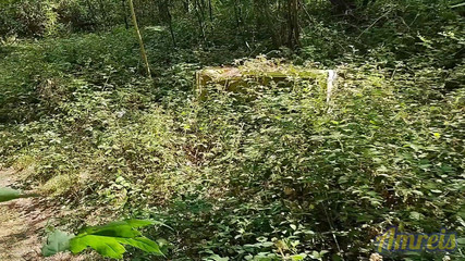 I Found a Place to Cum Outdoors in the Forest