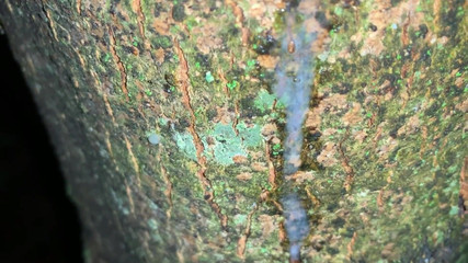 Cumshot on a Tree and Close up Look on My Fresh Load