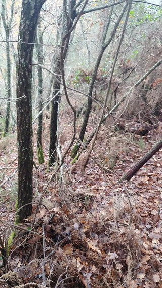 Timmyboy I Went for a Run in the Woods and I Got Horny